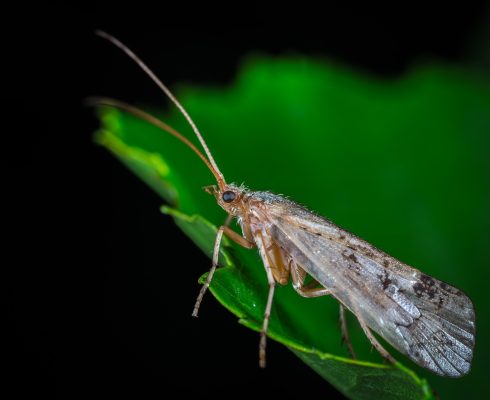 insect-3053442_1920