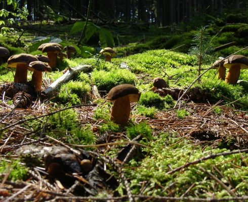 mushrooms-465526_1920