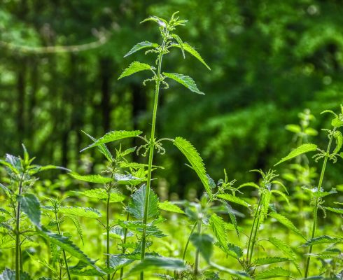 plant-4562419_1920