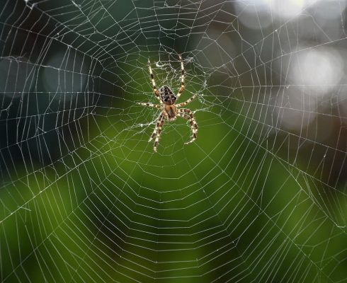 spider-3658386_1920
